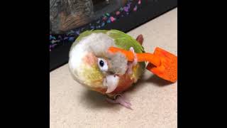 Funny And Smart Parrots #shorts #talkingparrot