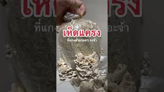 เห็ดแครง - ที่แกงคั่วอร่อยๆ อะจ้า #mushroom #splitgillmushroom #เห็ด #เห็ดแครง