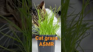 🐈 🌱 #youtubeshorts #asmr #asmrsounds #asmrvideo #asmreating #food #chewingsounds