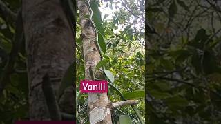 TUMBUHAN VANILI Vanila planifolia