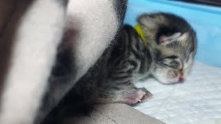 Cat give birth day apart 🐱 one kitten born and then 5 after one day. two days labour.