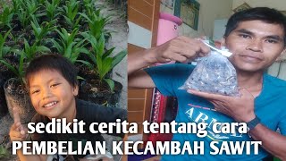 3 cara dapatkan kecambah sawit unggul