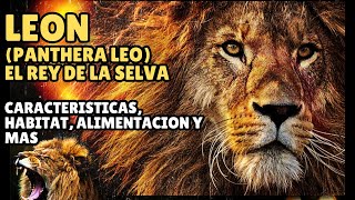 EL LEON (PANTHERA LEO) EL REY DE LA SELVA... CARACTERISTICAS, ALIMENTACION, HABITAT Y MAS...