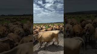 jersey cows In Paddock waiting for Grassy Land #jerseycowfarm #cowshed #cowfarm #viralvideo #cow