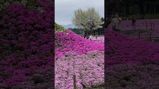 Shiba Fuji Sakura festival Japan