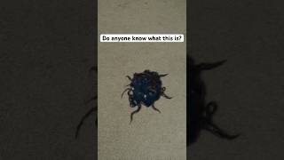 Do anyone know what this creature is? #mysterious #mystery #ytshorts #shorts #trending