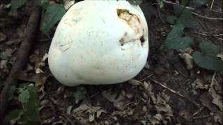 It's the largest type of mushroom where I live! Giant Puffball Mushroom!