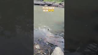 #shortvideo #shortsfeed #short #fyp #shortsviral #mancing #wadermaniaindonesia