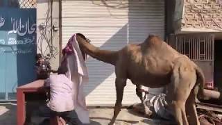 Dangerous Camel Qurbani 2017 Jahil Qasaai Eid UL Adha. Camel Qurbani. Dangerous Camel  Danger camel