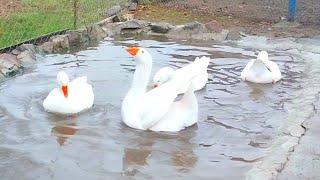 Парування Гусей на воді. Розмови про Гусей.