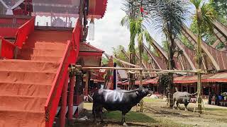 Ritual BESAR Alm  Bapa Bunga Pakilaran & Ibu Maria Mantong. Sa'dan Malimbong