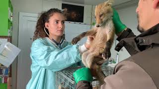 Capture, medical evaluation, vaccination and release of 9 foxes