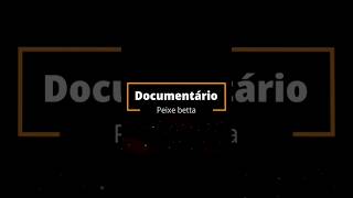 Documentário Peixe Betta [Teaser] #aquarismo #shorts #shortsclip