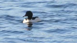 Goosander Caldecotte Lake 2nd January 2017