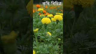 গাঁদা ফুল চাষ করে সফল Amazing Marigold farming - কৃষি বিচিত্র #shorts