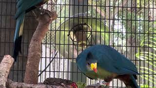 The Great Blue Turaco is native to Central and West Africa.