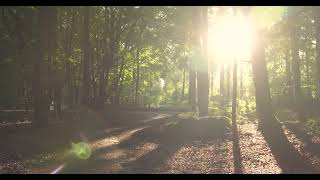 The sun shines through the trees in a forest