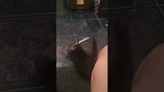 Gricko the Cat fights Sharpie and makes mess