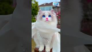 buety full cat #song #music #newsong