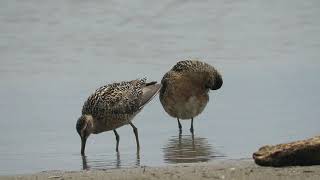 Short-billed Dowitchers