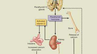 Calcium regulation