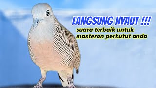 Pasti Langsung Nyaut,Suara Pilihan Untuk Masteran Perkutut Anda