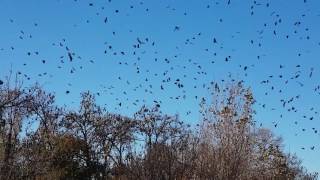 Thousands of Bats in Rosiland Park Bendigo [June 2017]