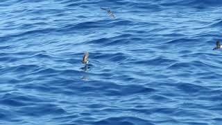 Wilson's Storm-Petrels