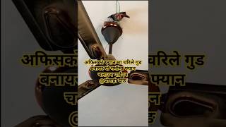 अफिसको फ्यानमा चराले गुड बनायो||Nest of Bird On Office's Fan#shorts#youtubeshorts#viralvideo