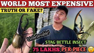 Stag bettle, world most expensive insect 😮