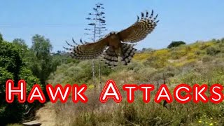 Cooper's Hawk Attacks People to Protect its Nest - Caught on Video