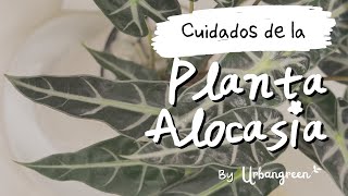 Secretos de la planta Alocasia 🔒 todo lo que necesitas saber para cuidarla y mantenerla feliz 😃