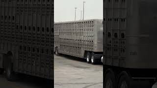 Bacon!! #piggy #pig #bacon #trucking #farming #funny #thislittlepiggy