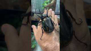 I want to train my beetle to dance 💃🤣#beetle #rhino #rhinobeetle #training #dance #dancevideo