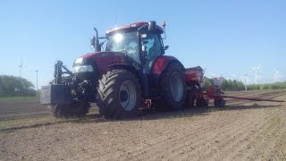 Sonnenblumen legen mit Case Maxxum 140 und Gaspardo (6 Reihig)