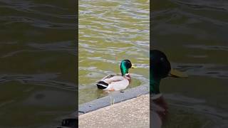 Just watch this duck # shorts # animals # music