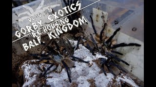 Balf. Kingdom Rehousing Video | Gorby Exotics Vlog 4