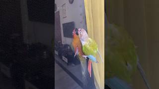 They Hug and kiss❤️❤️#friendship #birds #shorts #short #conure #pets #pet #share #viral #friends