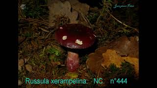 Russula xerampelina. Champimaginatis. English Text.