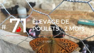 ELEVAGE DE POULETS - 2 MOIS │LFDT #71