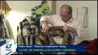 cooperativa Chinchilla