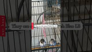 CAGE-4 Home For Blue Personata Lovebird Pair