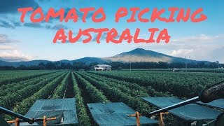 Tomato Picking Australia (with Small Machine)