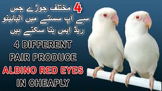 سستے میں البائنو ریڈ ایس اپنے گھر میں بنائیں | PRODUCE ALBINO RED EYES IN CHEAP PAIRS | AAB INFO