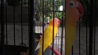 PANCINGAN LOVEBIRD LUTINO INI BIKIN GACOR AUTO NYAUT