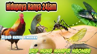 hewan yang memiliki masa hidup paling singkat