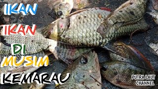 Menangkap ikan pakai jala ikan di musim kemarau  sampai terjun bebas