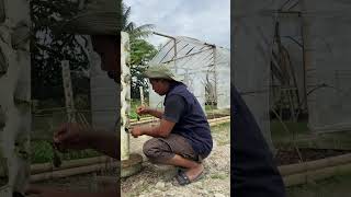 Vertical planting #plants #garden #harvest #cucumber #organic #farming #horticulture #mustard