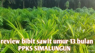 Bibit Ppks simalungun umur 13 bulan