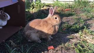 We Adopted Bunnies On Our Urban Homestead, Valentine’s Day Addition